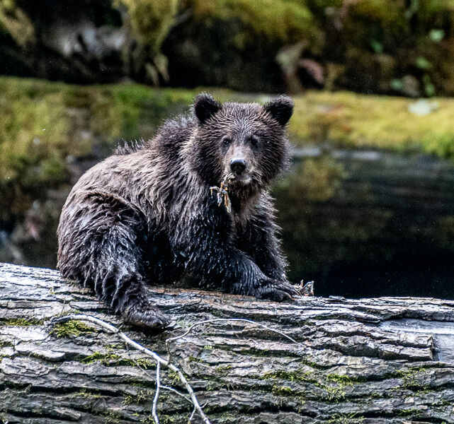 Grizzly Bear Cub Graham Tarrant