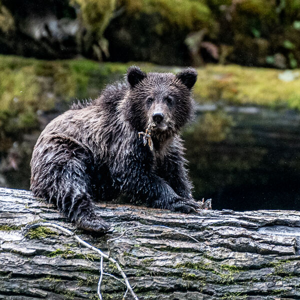Grizzly Bear Cub Graham Tarrant