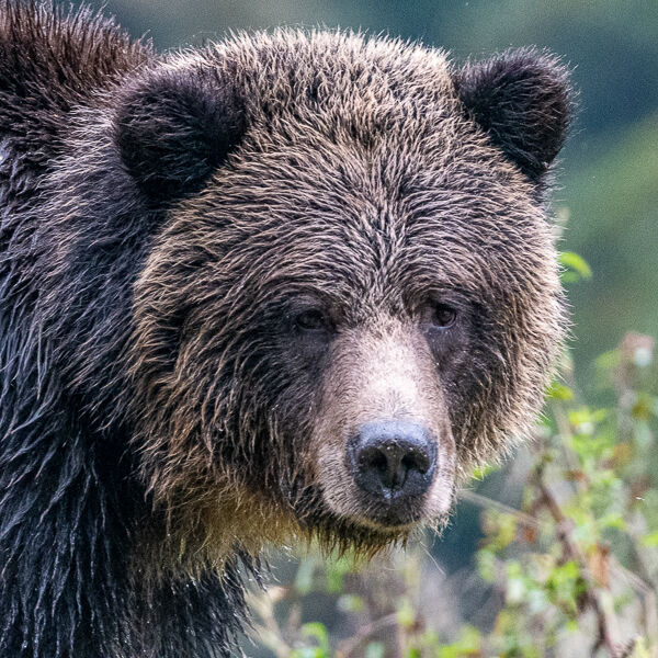 Grizzly Bear Portrait  Graham Tarrant