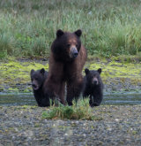 Grizzly Bear with Cubs