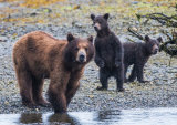 Grzzly bear with cubs 2