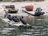 Guiliin cormorants