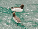 Guillemots