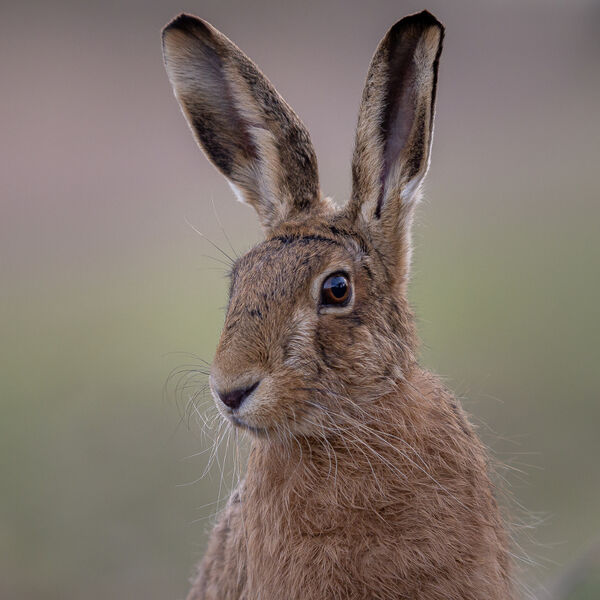 Hare Portrait - Highly Commended