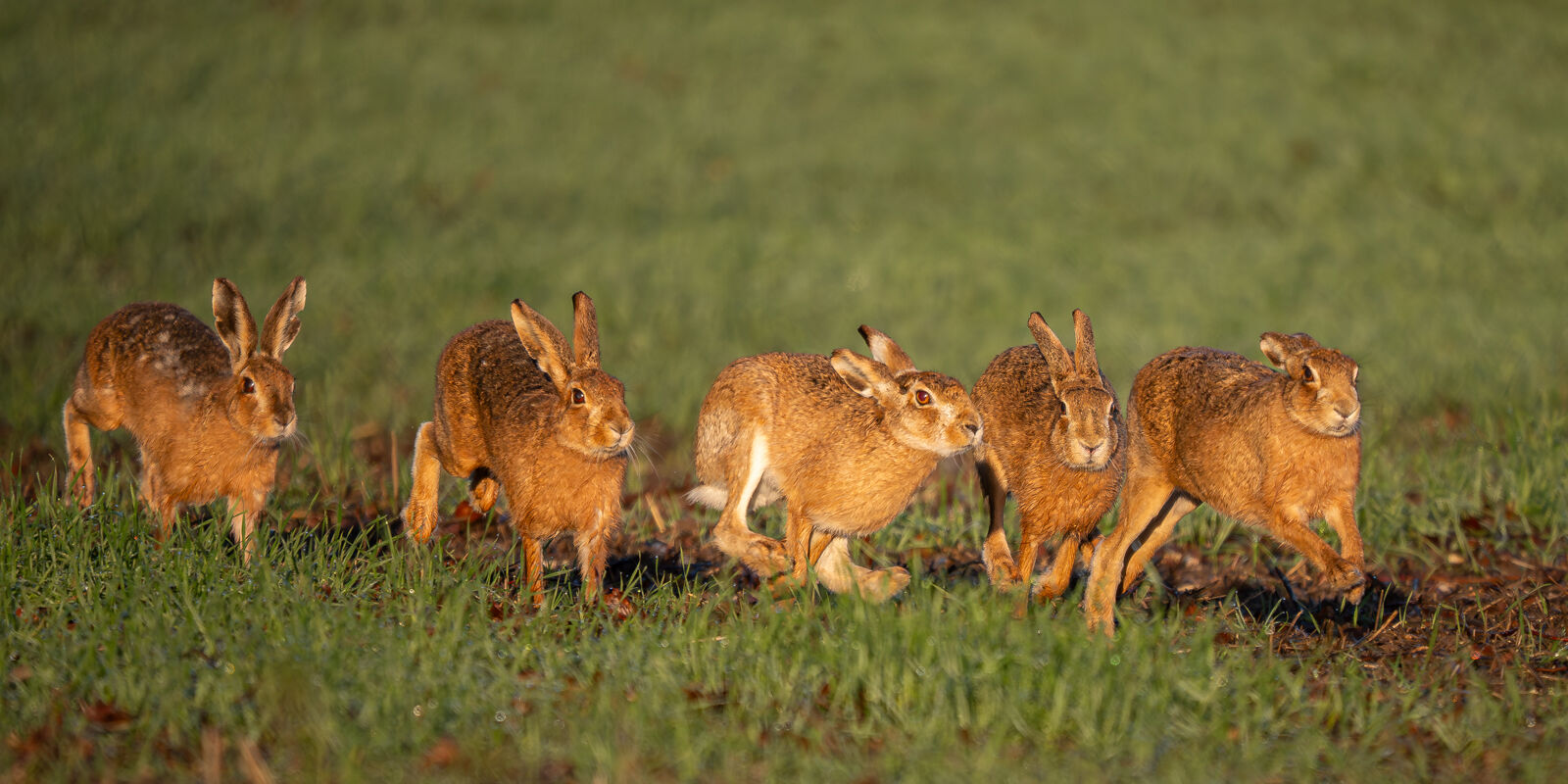 Hare Train