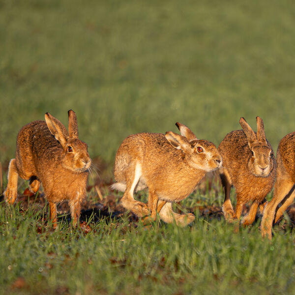 Hare Train