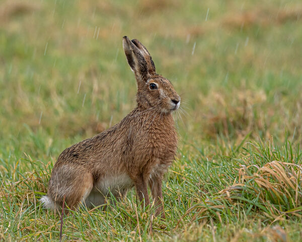 Hare in the Rain - PSA Gold