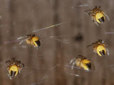 Hatchling spiders