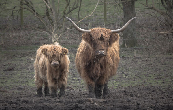 Highland cow and calf