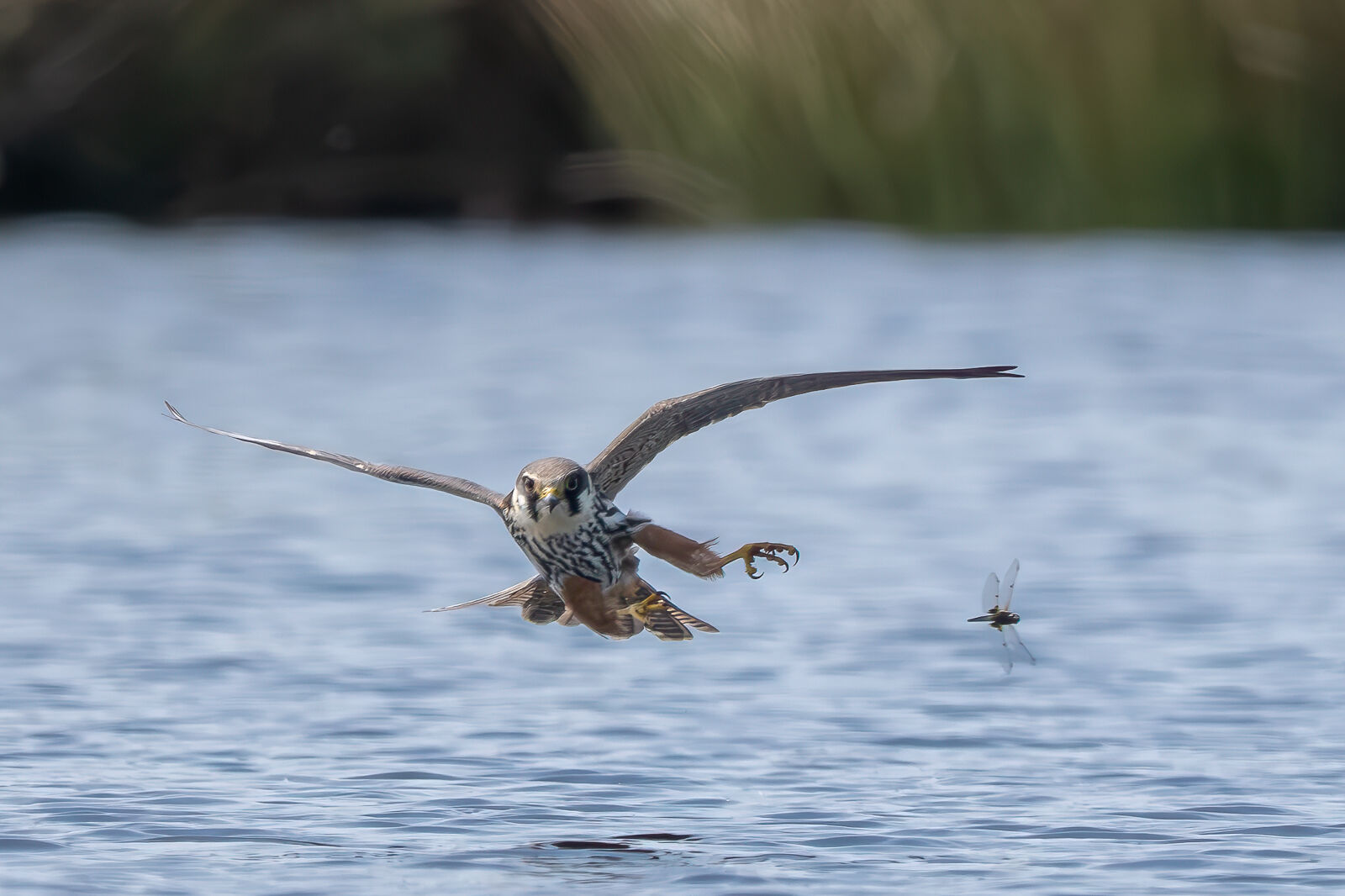 Hobby