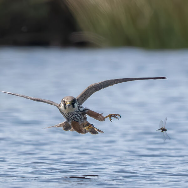 Hobby