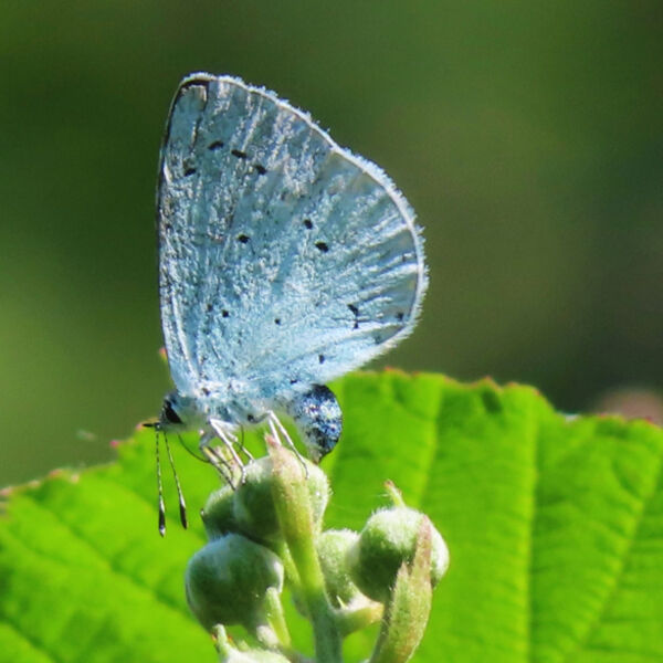 Holly Blue egg-laying