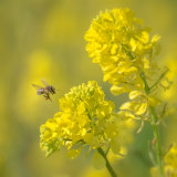 Honey Bee and Rape Flowers by Alan Bevis