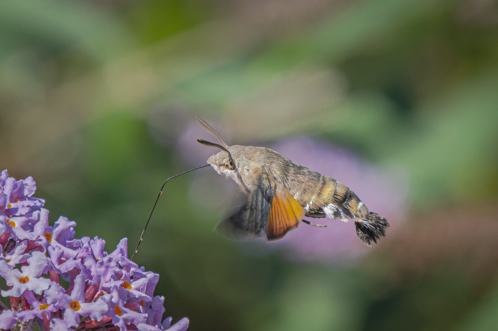 Hummingbird Hawk Moth