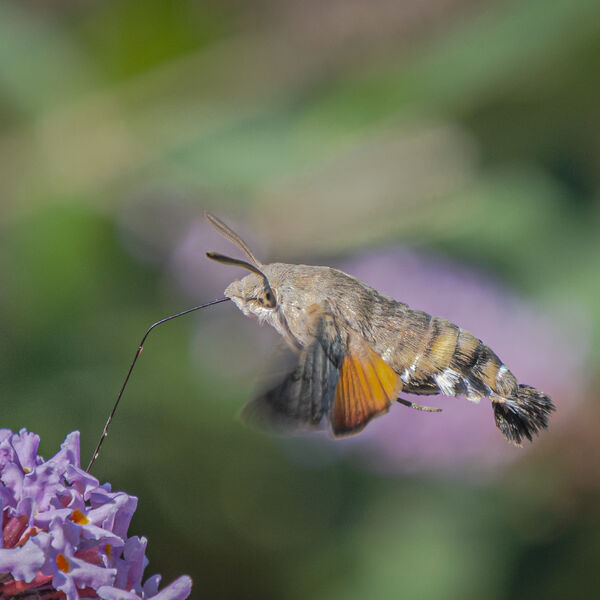 Hummingbird Hawk Moth