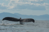 Humpback Whale