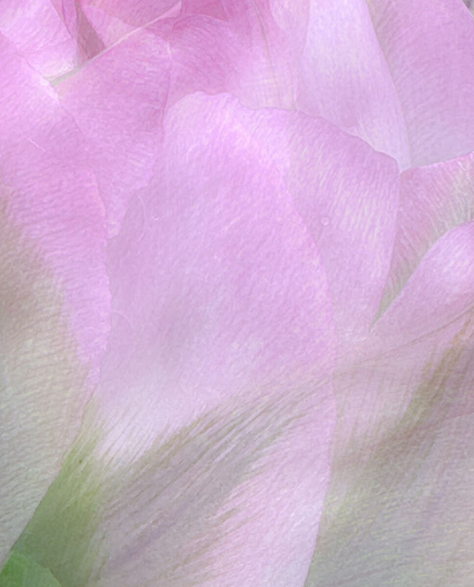 ICM Tulip 1