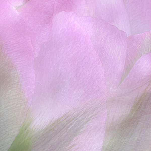ICM Tulip 1
