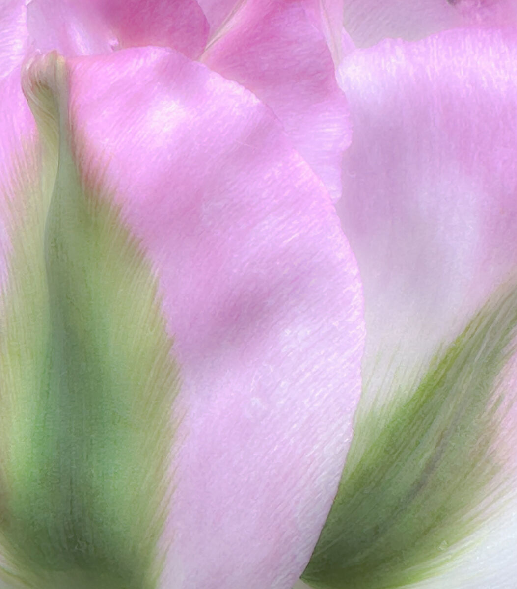 ICM Tulip 2