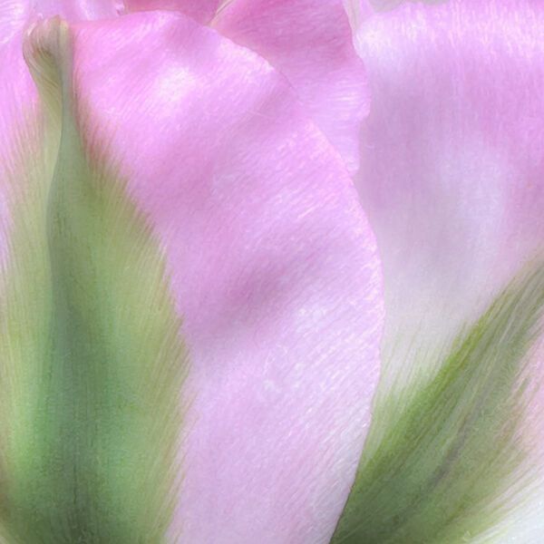 ICM Tulip 2