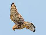 Kestrel