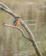 Kingfisher - Alan Bevis