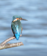 Kingfisher watching for fish - Alan Bevis