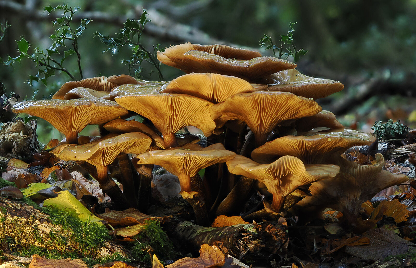 Lactarius