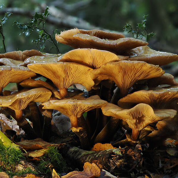 Lactarius