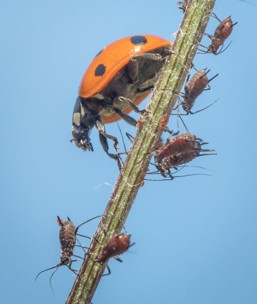 Ladybird and Aphids