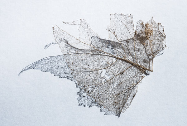 Leaf skeleton