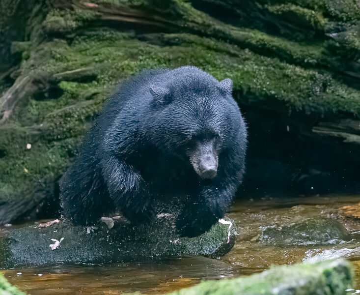 Leaping Black bear Graham Tarrant