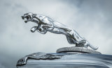 Leaping Cat by Alan Bevis