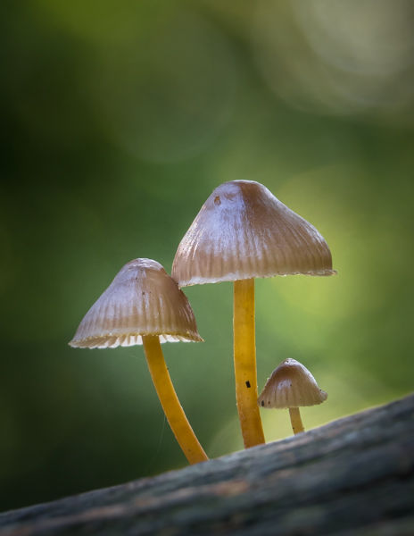 Lilac Bonnets