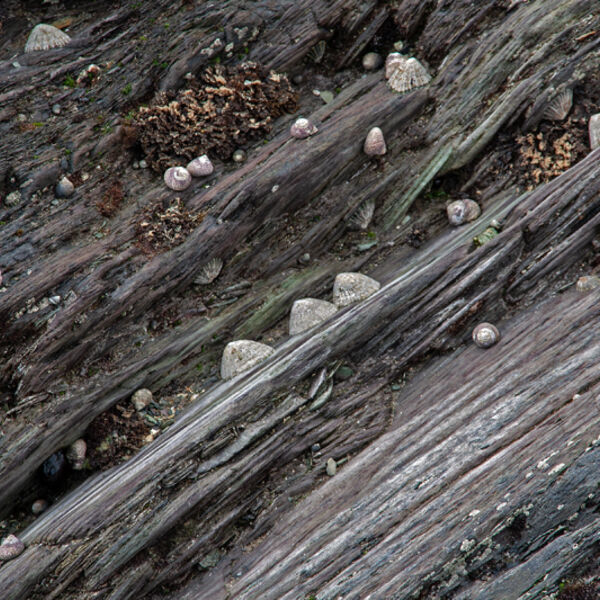 Limpets
