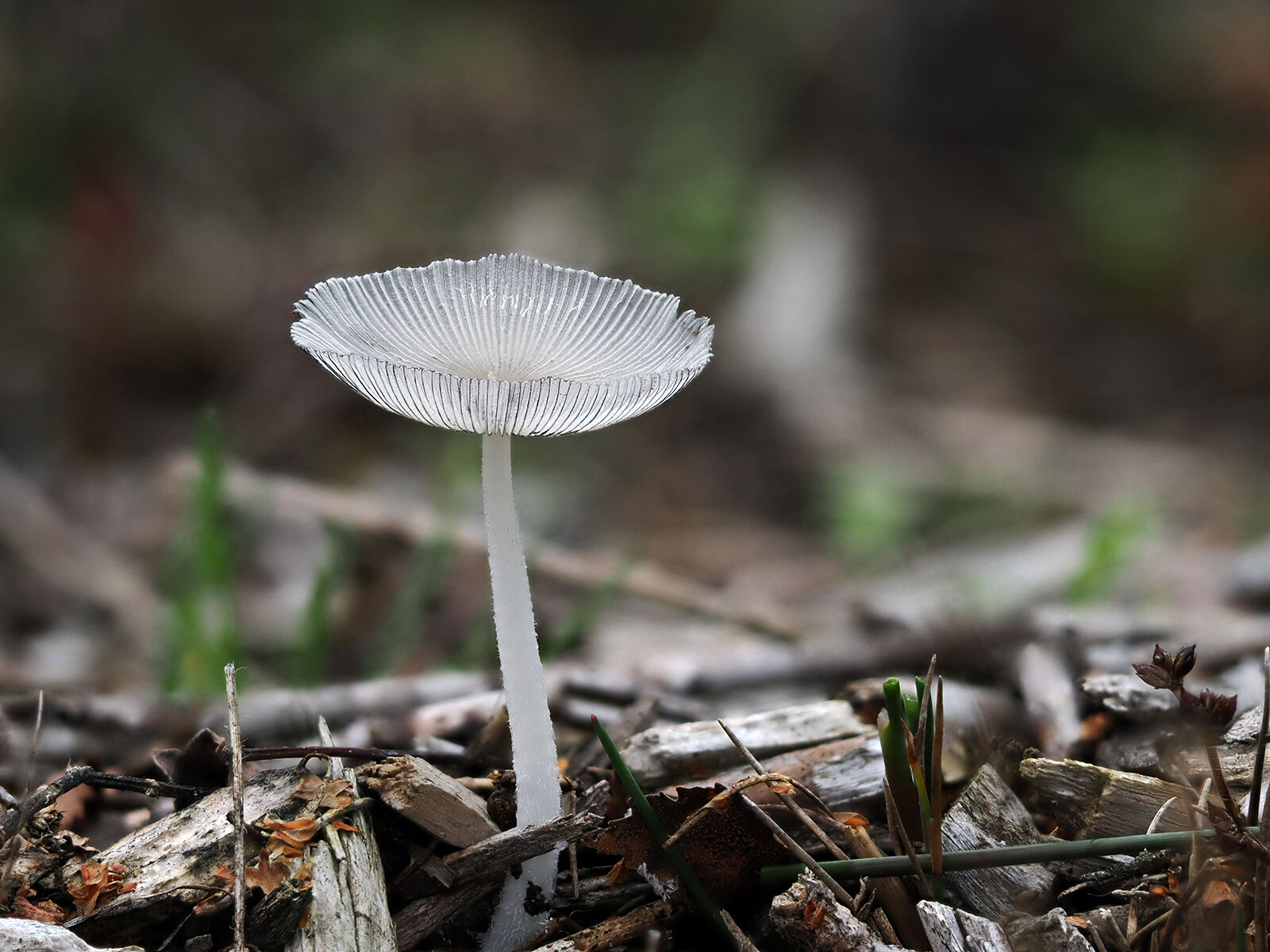 Lone Mycena