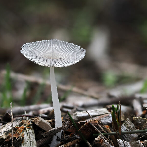 Lone Mycena