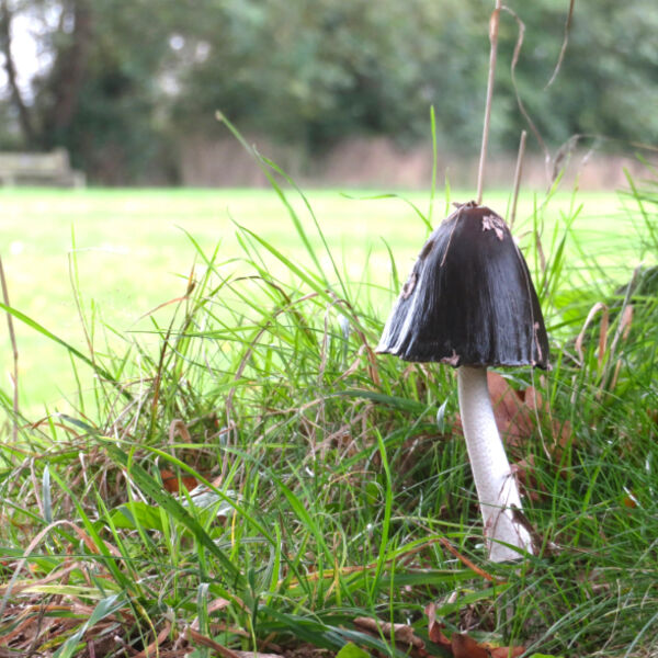 Magpie Inkcap