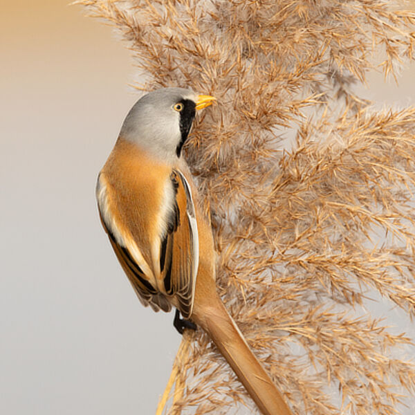 Male Bearded Reedling