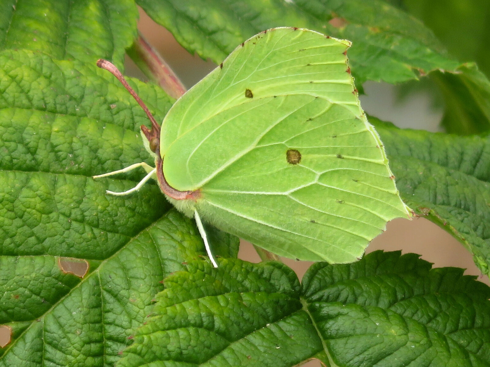 Male Brimstone Butterfly