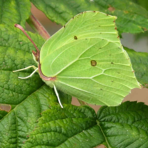 Male Brimstone Butterfly
