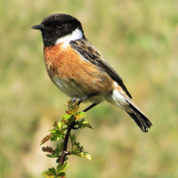 Male Stonechat