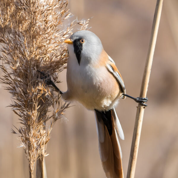 Male bearded reedling