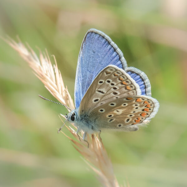 Male common blue