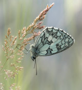 Marbled White- Alan Bevis
