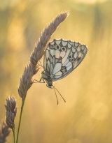 Marbled White at Sunset - Alan Bevis