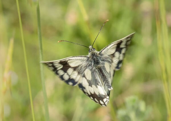 Marbled white in flight