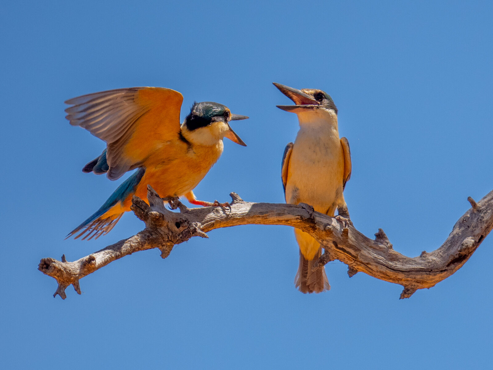 Marital Dispute