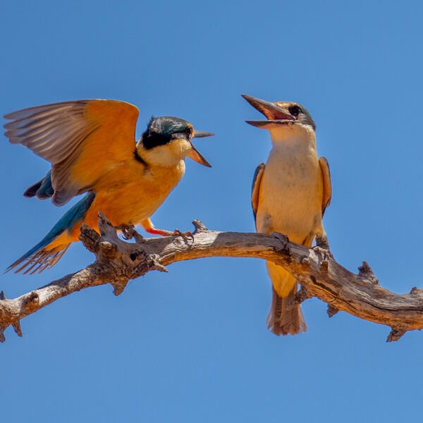 Marital Dispute
