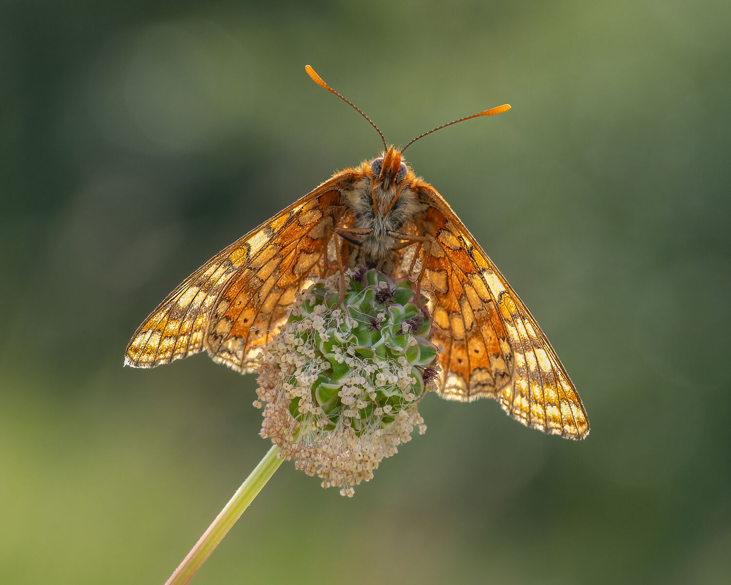 Marsh Fritillary